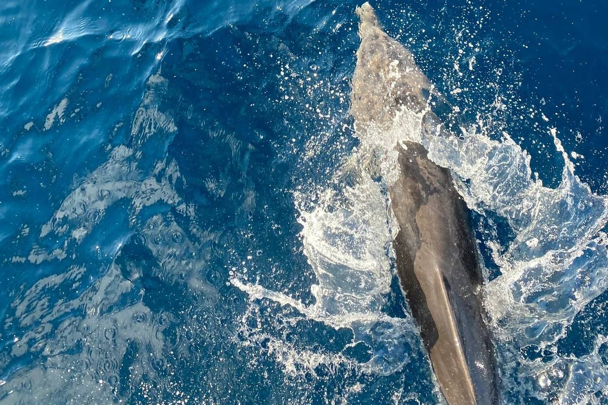 Delfin schwimmt dicht unter der Wasseroberfläche im Roten Meer, von oben fotografiert