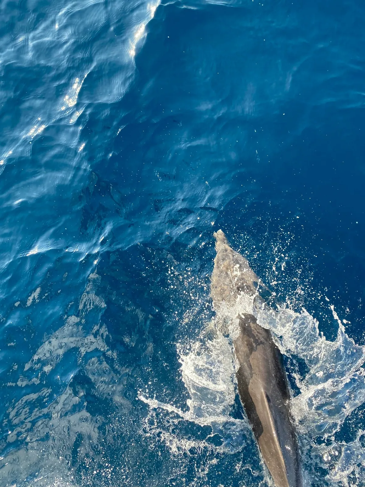 Delfin unter Wasser im Roten Meer