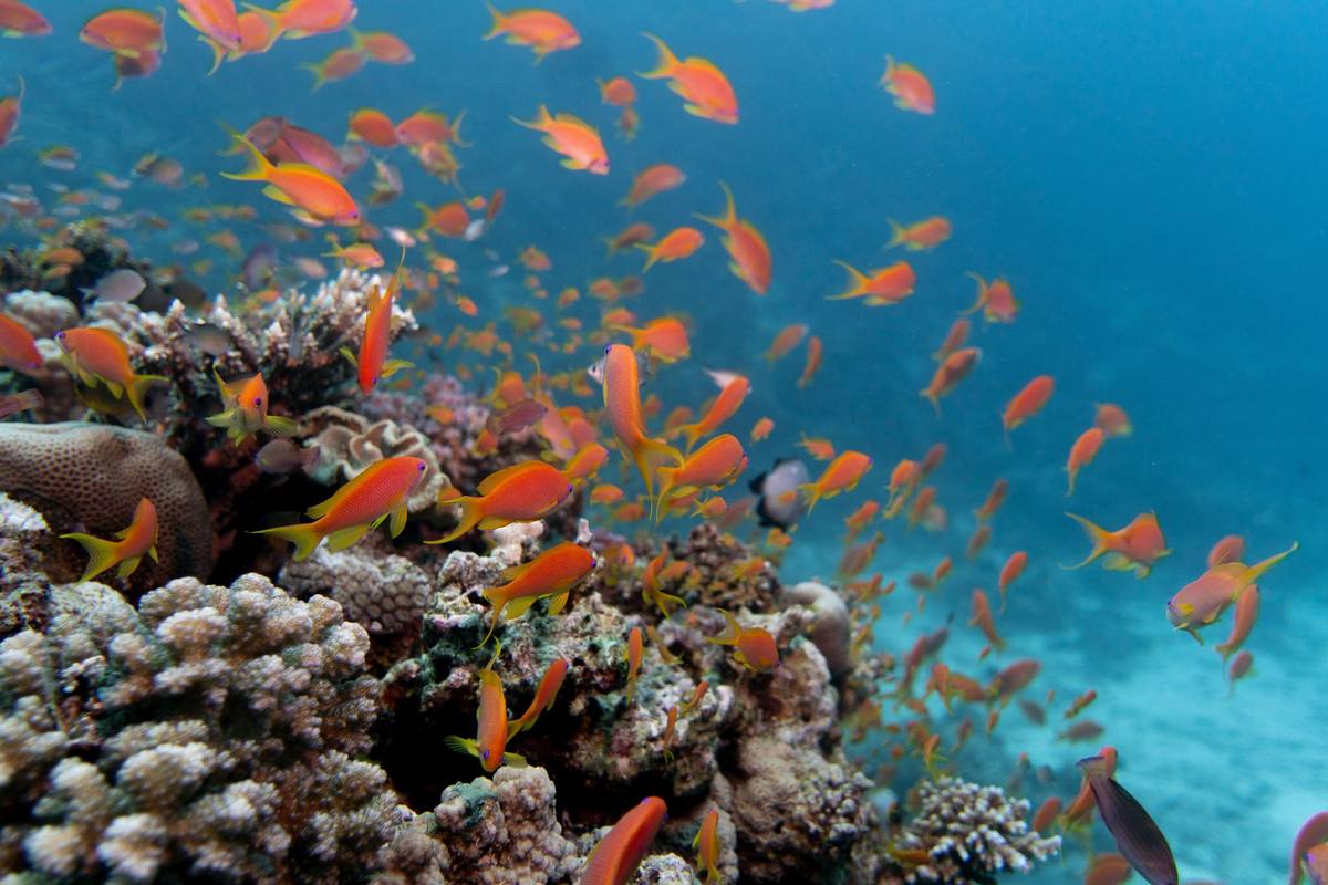 Orangefarbene Fahnenbarsche schwimmen über Korallen im hellblauen Wasser