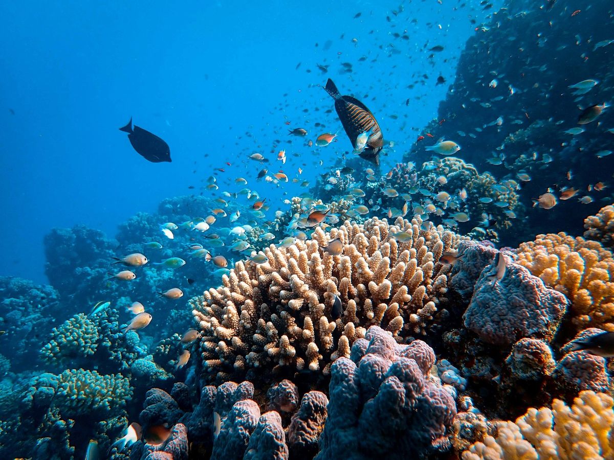 Fische schwimmen über einem Korallenriff im blauen Wasser des Roten Meeres