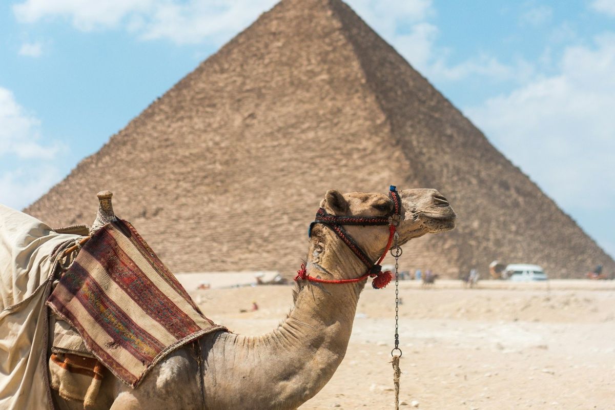 Kamel mit buntem Sattel vor der Cheops-Pyramide in Gizeh