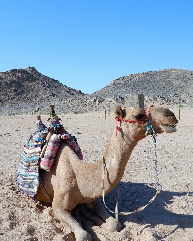 Liegendes Kamel mit buntem Sattel in der Wüste bei Hurghada, dahinter felsige Berge