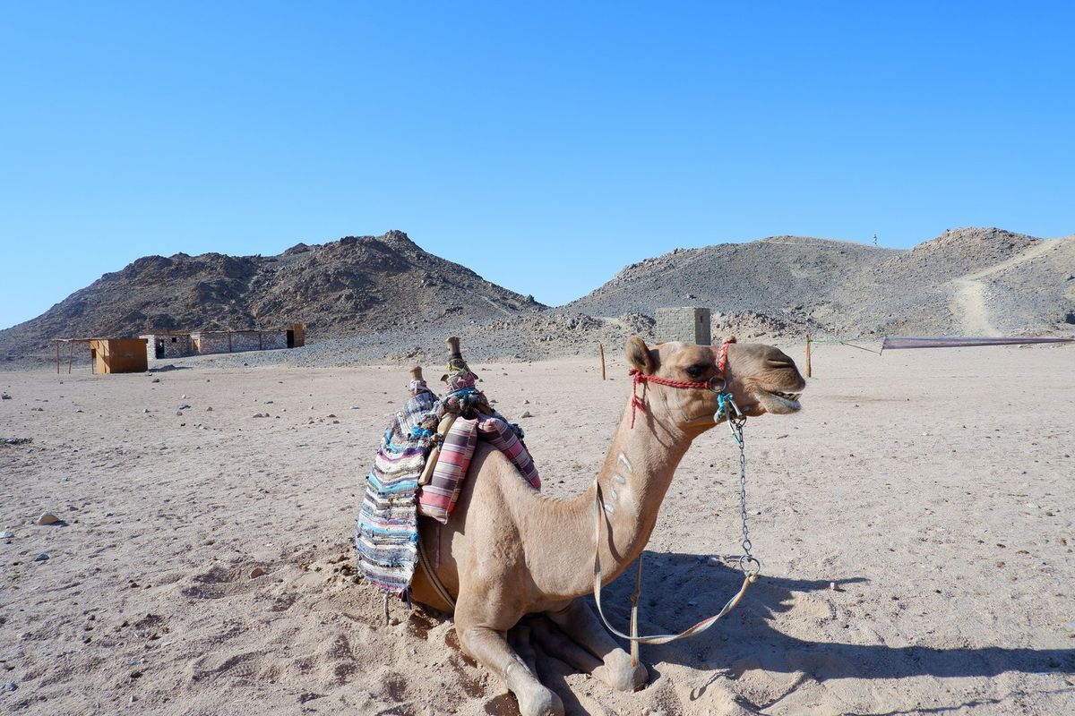 Liegendes Kamel mit buntem Sattel in der Wüste bei Hurghada, dahinter kahle Berge