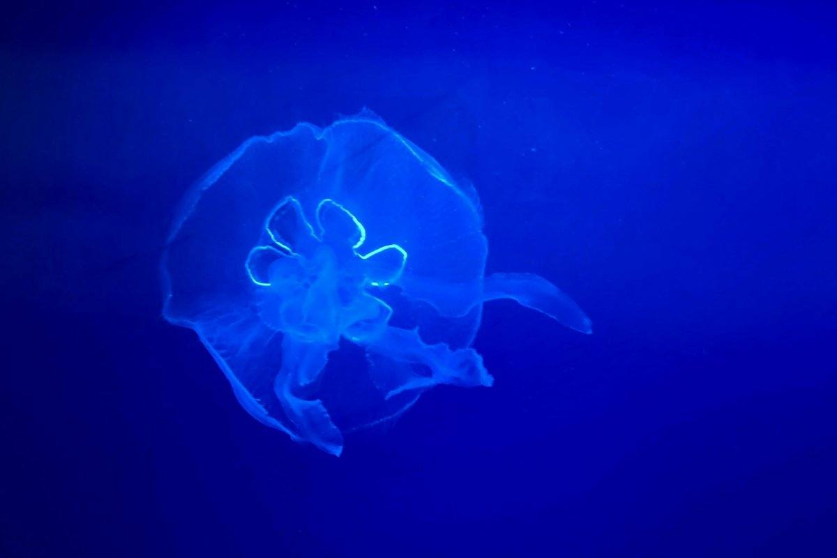 Durchscheinende Ohrenqualle mit vier hellen Ringen schwebt im tiefblauen Wasser