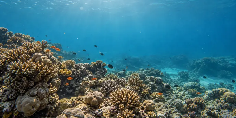 Korallenriff mit kleinen bunten Fischen im Roten Meer