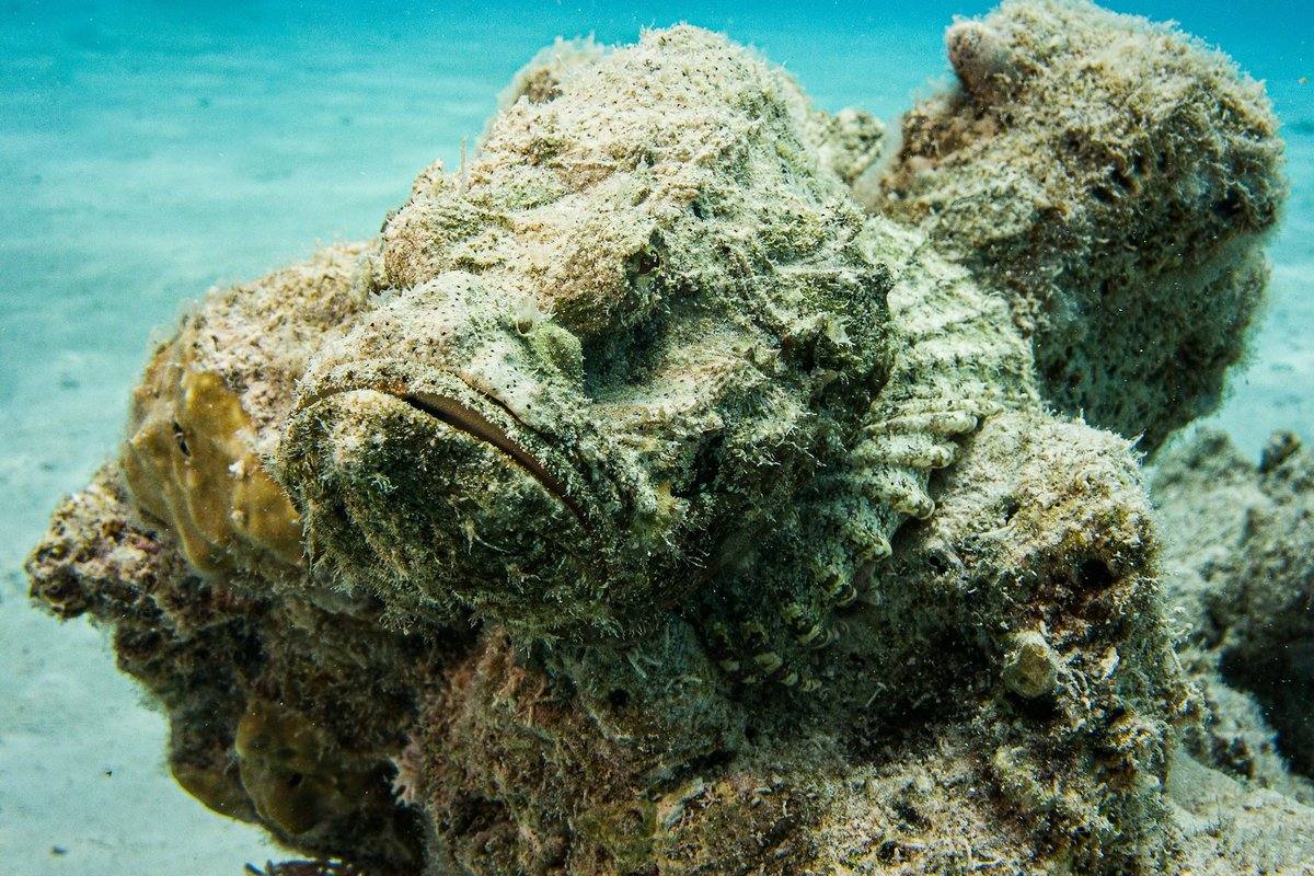 Gut getarnter Steinfisch liegt auf einem Korallenblock über hellem Sandgrund bei Hurghada