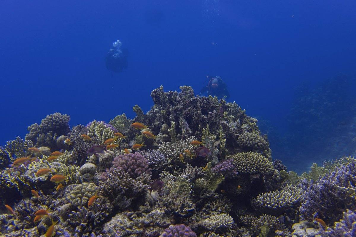 Zwei Taucher schweben über einem Korallenriff mit orangefarbenen Fahnenbarschen im tiefblauen Wasser bei Hurghada