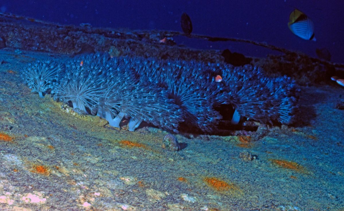 Bewachsener Felsen im tiefblauen Wasser mit einzelnen Fischen
